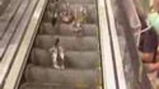 Here Are Some Cute Ducks Trying to Use an Escalator